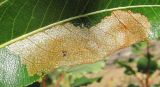 Image of taxon representative. Author is Геннадий Окатов
