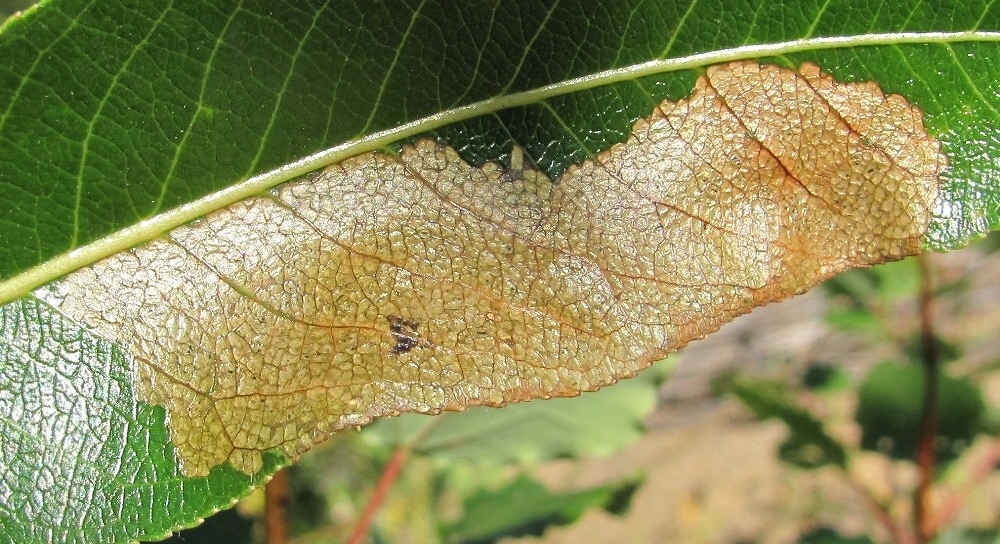 Image of Salix pentandra specimen.