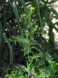 Descurainia sophia. Цветущее и плодоносящее растение. Западный Крым, г. Саки, газон. 23 мая 2015 г.