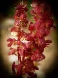 Rumex bucephalophorus