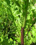 Senecio jacobaea