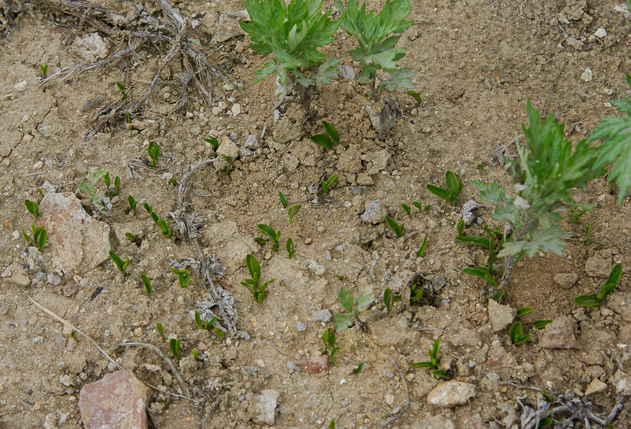 Image of Ophioglossum thermale specimen.