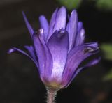 Anemone blanda