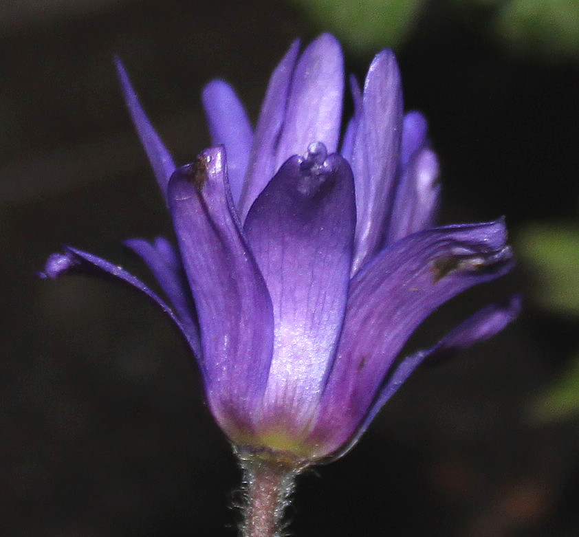 Изображение особи Anemone blanda.