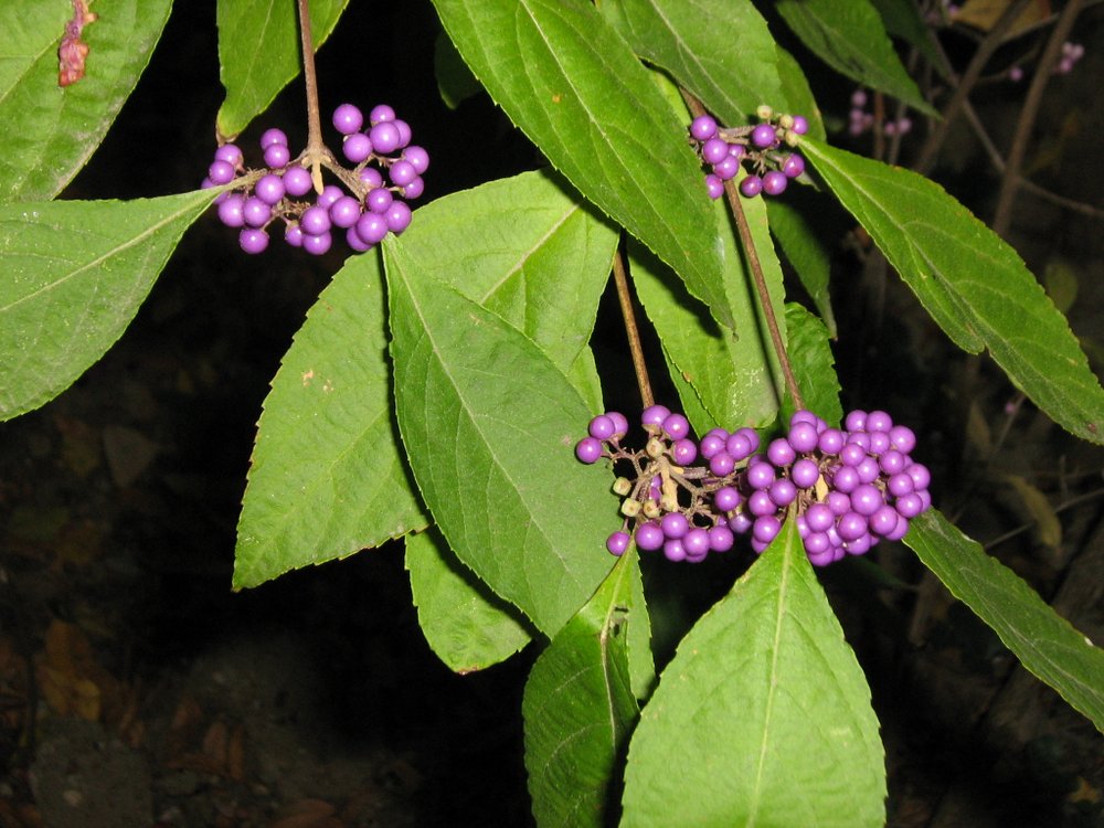 Image of Callicarpa bodinieri specimen.