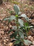 Daphne laureola