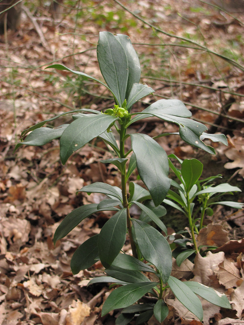 Изображение особи Daphne laureola.