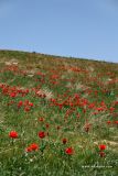 Tulipa greigii