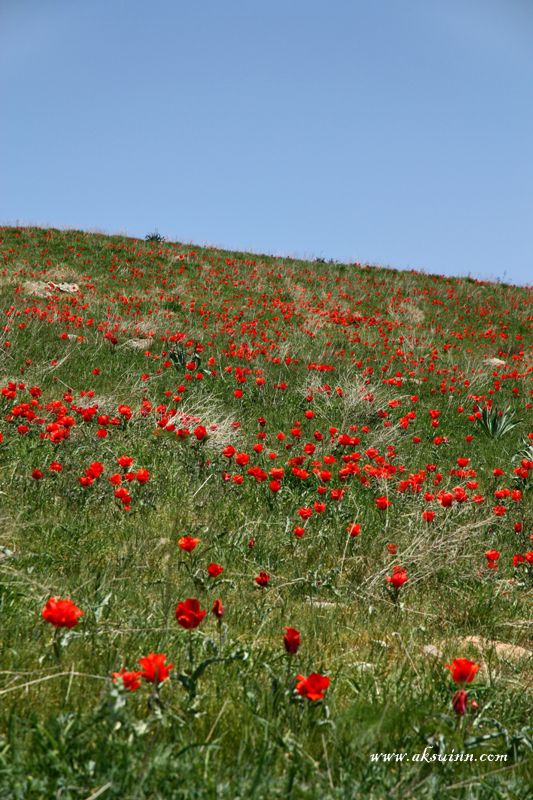 Изображение особи Tulipa greigii.