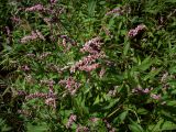 Persicaria maculosa. Верхушки цветущих растений. Курская обл., Железногорский р-н, р. Свапа. 15 августа 2007 г.