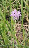 Neotinea tridentata