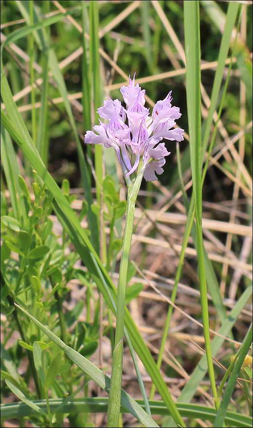 Изображение особи Neotinea tridentata.