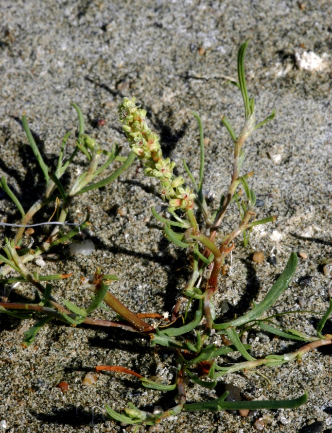 Image of Knorringia sibirica specimen.