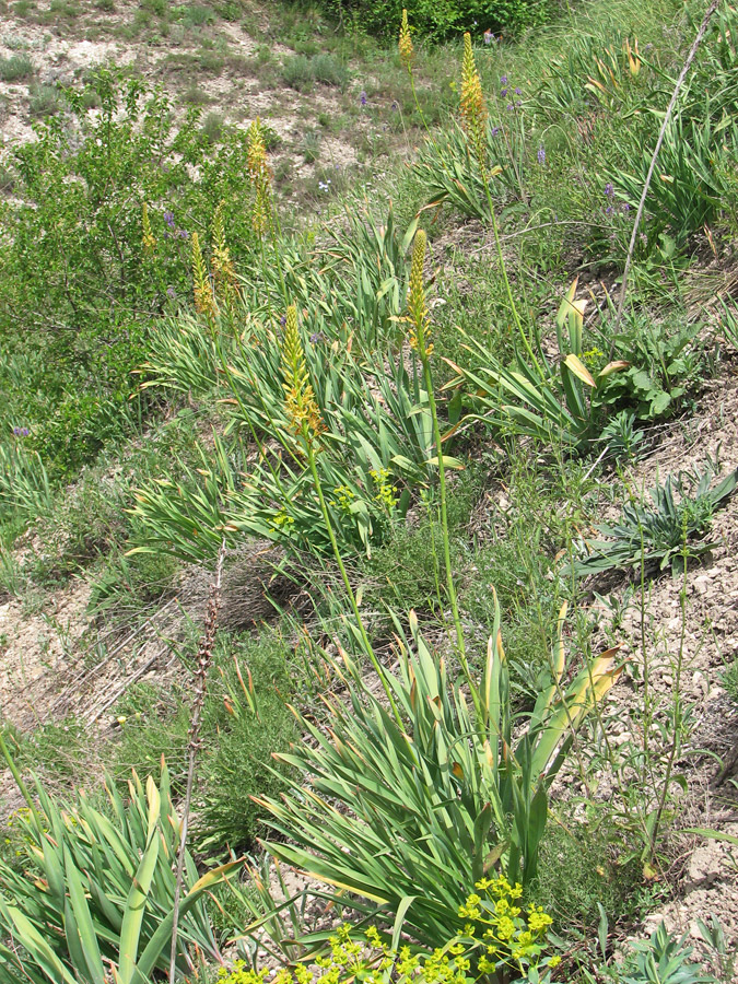 Изображение особи Eremurus spectabilis.