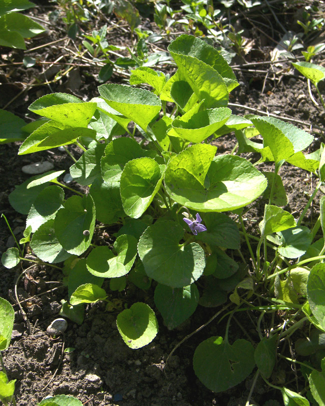 Image of Viola suavis specimen.