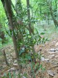 Ruscus aculeatus