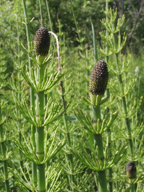 Изображение особи Equisetum fluviatile.