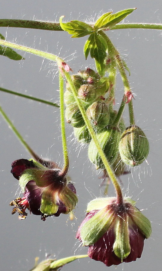 Image of Geranium phaeum specimen.