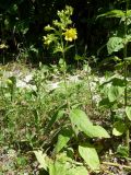 Lysimachia verticillaris