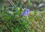 Astragalus subpolaris