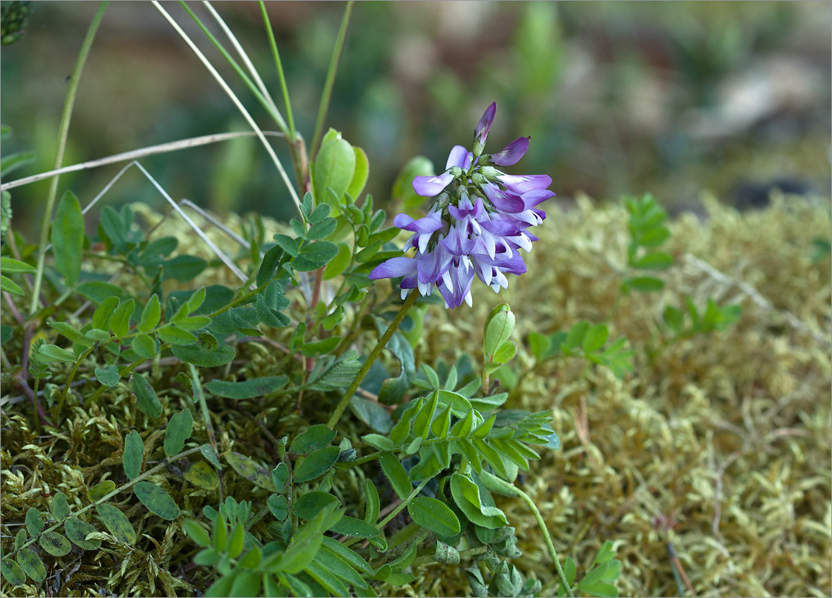 Image of Astragalus subpolaris specimen.