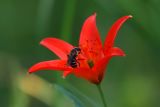 Lilium buschianum