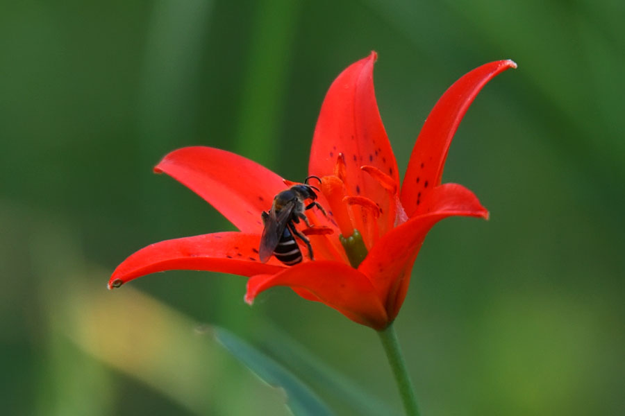 Image of Lilium buschianum specimen.