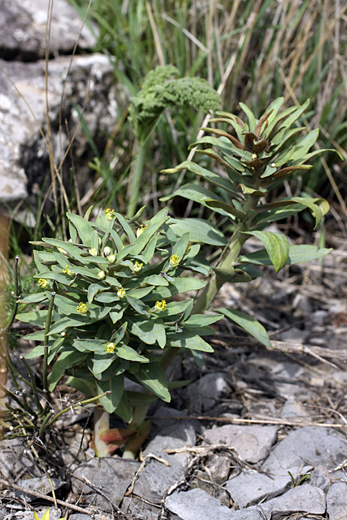 Image of Euphorbia rapulum specimen.