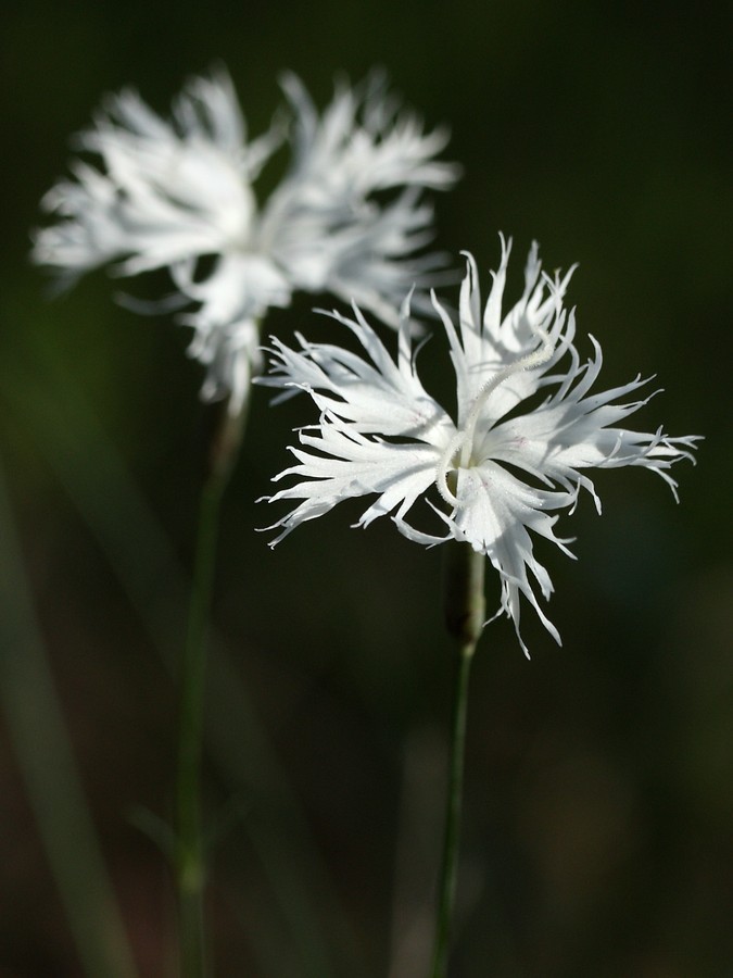 Image of Dianthus borussicus specimen.