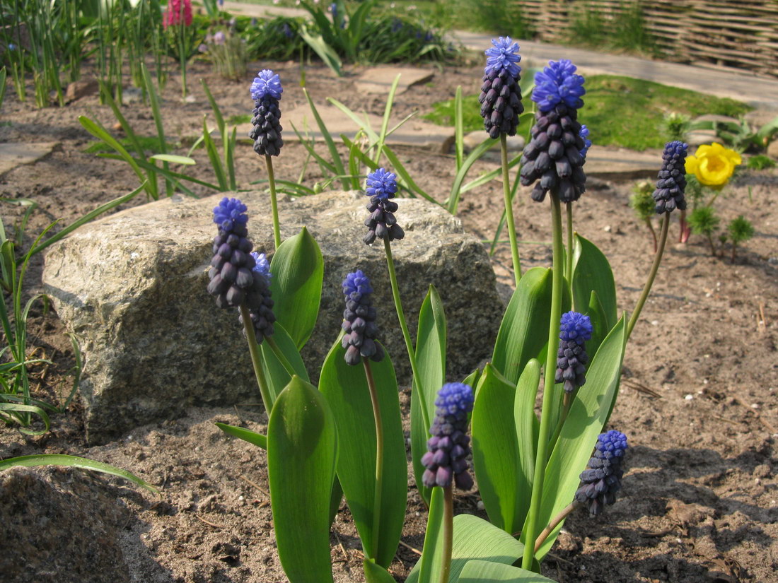 Image of Muscari latifolium specimen.