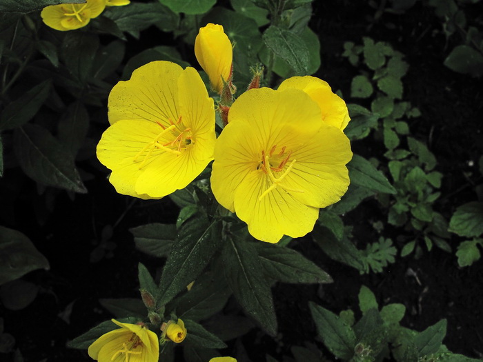 Image of Oenothera tetragona specimen.