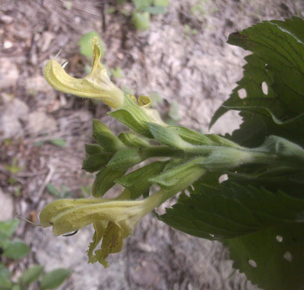 Изображение особи Salvia glutinosa.