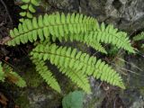 Woodsia polystichoides. Растение на скале. Приморский край, г. Находка. 12.09.2012.