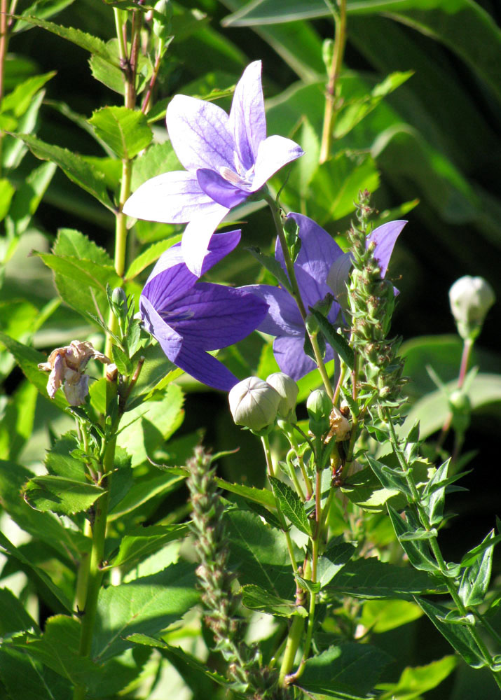 Изображение особи Platycodon grandiflorus.