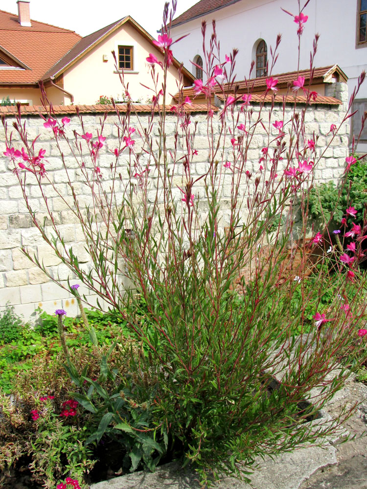 Image of Gaura lindheimeri specimen.