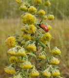 Artemisia armeniaca. Соцветия. Татарстан, г. Бавлы. 09.09.2012.