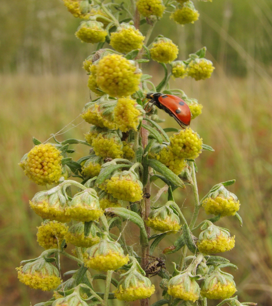 Image of Artemisia armeniaca specimen.