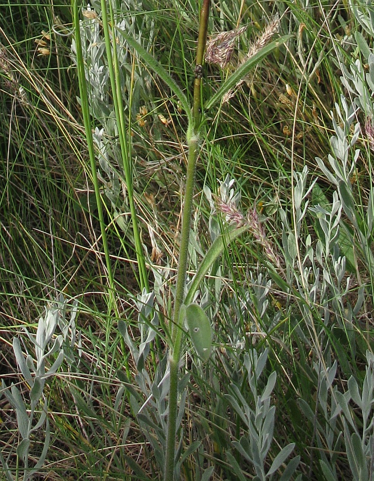 Изображение особи Silene chersonensis.