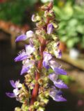 genus Coleus. Соцветие. Израиль, г. Беэр-Шева, городское озеленение. 30.11.2012.