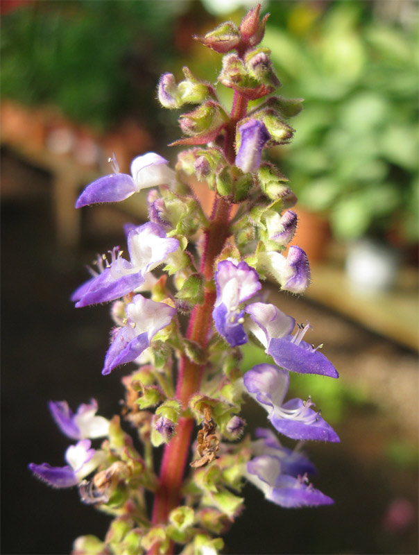 Image of genus Coleus specimen.