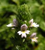 Euphrasia maximowiczii. Соцветие. Хабаровский край, Ванинский р-н, окр. пос. Высокогорный. 15.08.2012.