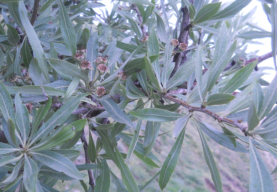 Image of Pyrus salicifolia specimen.