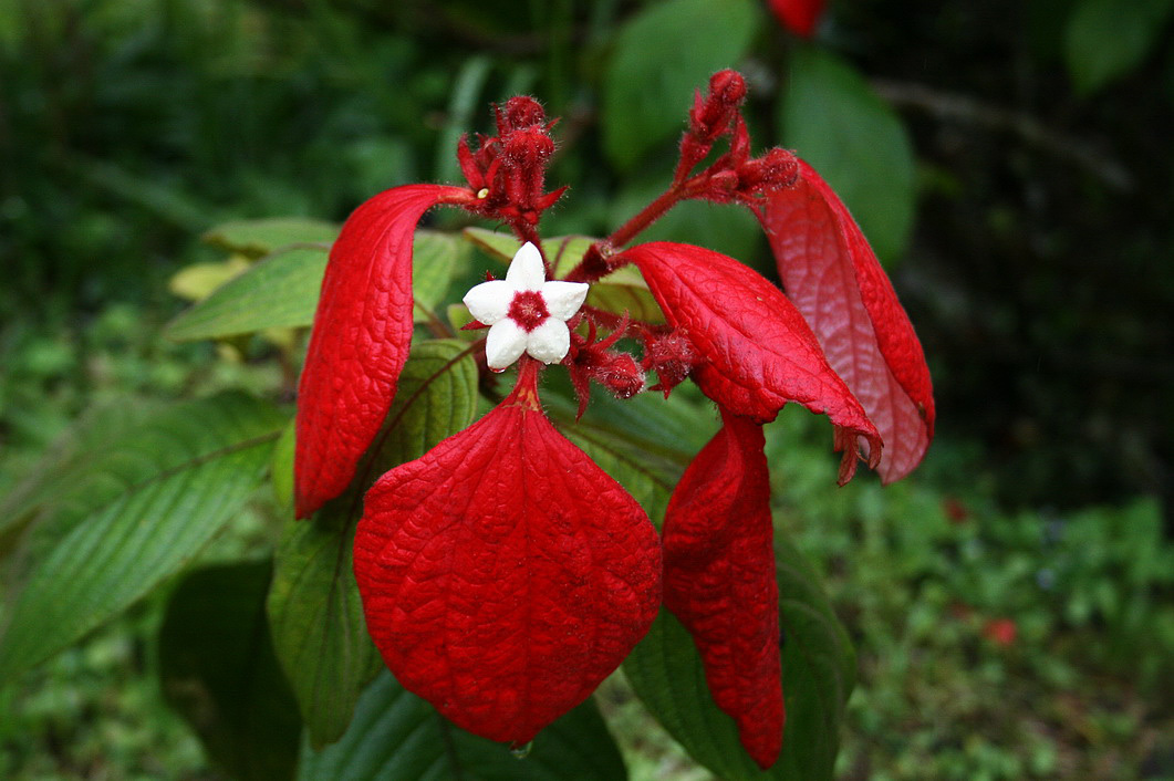 Изображение особи род Mussaenda.