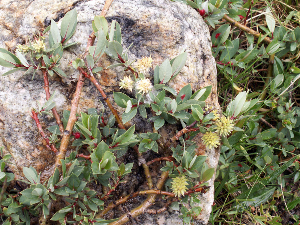 Image of Salix caesia specimen.