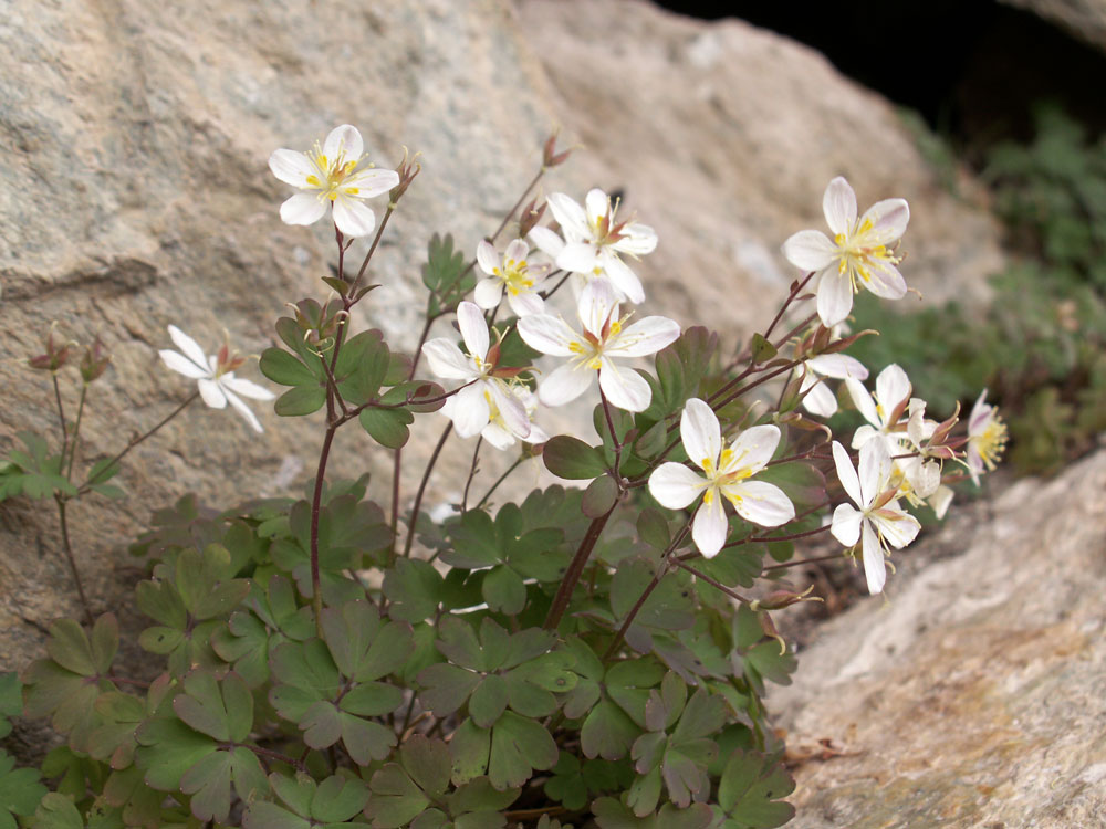 Изображение особи Paropyrum anemonoides.