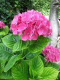 Hydrangea macrophylla. Соцветие и листья. Франция, Приморские Альпы, г. Сен-Жан-Кап-Ферра, вилла Эфрусси-де-Ротшильд, парк у Храма любви. 20.06.2012.