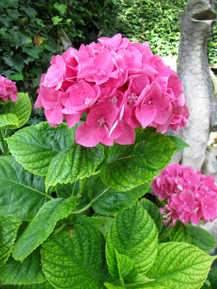 Image of Hydrangea macrophylla specimen.