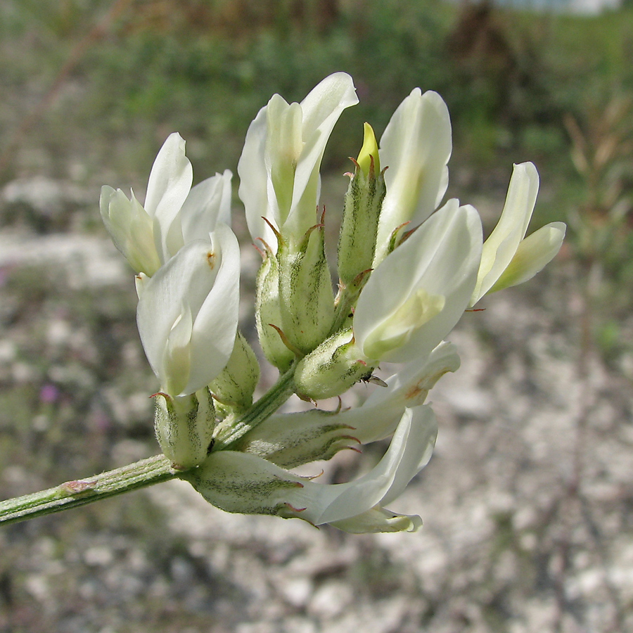 Image of Astragalus albicaulis specimen.