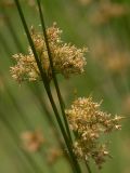 Juncus effusus