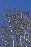 Populus suaveolens